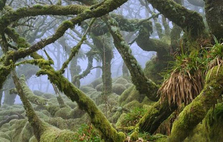 تصاویر دیدنی از جنگلی رویایی در ویستمن انگلیس