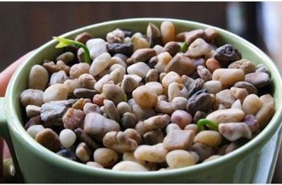آموزش تصویری مراحل کامل کاشت لیموترش در خانه