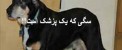 سگی که یک پزشک است! (عکس)