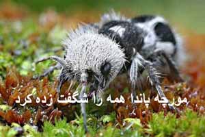 مورچه پاندایی که همه را متعجب کرد! (عکس) مورچه پاندایی که همه را متعجب کرد! (عکس)