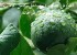 آموزش تصویری مراحل کامل کاشت لیموترش در خانه