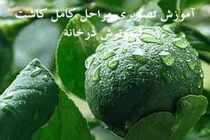 آموزش تصویری مراحل کامل کاشت لیموترش در خانه آموزش تصویری مراحل کامل کاشت لیموترش در خانه
