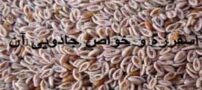دانیچک چه خواصی دارد؟ آیا چاقی را درمان می کند