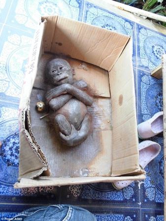 عکس های شوکه کننده نجات اورانگوتان
