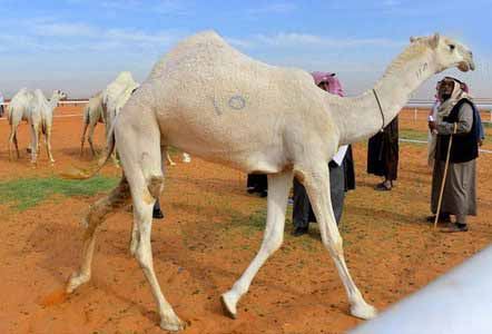 عکس های ملکه زیبای شترها در عربستان !