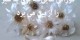 خوراکی هایی که بوی بد سیر را از بین می برد