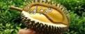 عکس هایی از میوه های شرم آور !