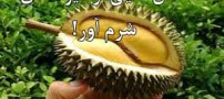 عکس هایی از میوه های شرم آور !