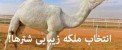 عکس های ملکه زیبای شترها در عربستان !