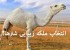 عکس های ملکه زیبای شترها در عربستان !