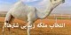 عکس های ملکه زیبای شترها در عربستان !