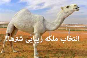 عکس های ملکه زیبای شترها در عربستان !