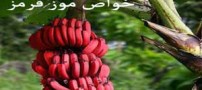 خواص موز قرمز !