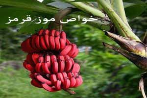 خواص موز قرمز ! خواص موز قرمز !