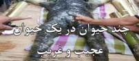 وحشتناک ترین موجود عجیبی که دنیا را تکان داد (عکس)