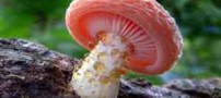 عکس های حیرت انگیز از قارچ های جنگلی