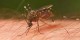 راه های جالب مقابله با پشه در طبیعت گردی