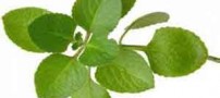 برگ های خوشبو برای رفع بوی بد دهان