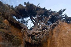 درخت حیرت انگیز معلق بین زمین و آسمان (عکس)
