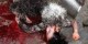 تکه تکه کردن دختران زیبا برای خدایان، عکس 16+