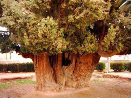 قد و قامت دیدنی درختی که پسر نوح در یزد کاشت