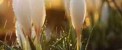 زیباترین جملات خواندنی، قدر داشته هایت را بدان