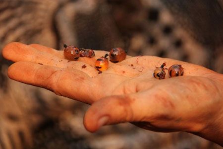 مقاله ای درباره مورچه عسل (عکس)
