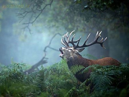 عکس های داغ و دیدنی روز سری 83