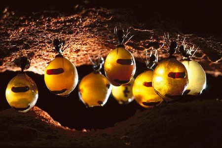 مقاله ای درباره مورچه عسل (عکس)