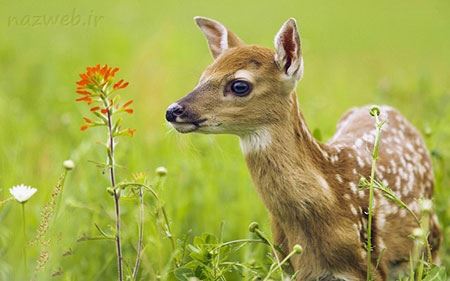 عکس های داغ و دیدنی روز سری 83