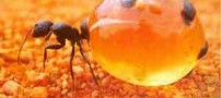 مقاله ای درباره مورچه عسل (عکس)