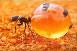 مقاله ای درباره مورچه عسل (عکس) مقاله ای درباره مورچه عسل (عکس)