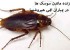 چرا سوسک ها در بمباران اتمی هیروشیما زنده ماندند !