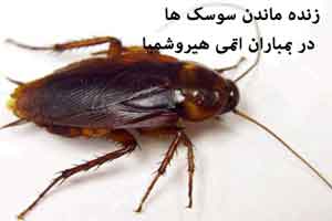 چرا سوسک ها در بمباران اتمی هیروشیما زنده ماندند ! چرا سوسک ها در بمباران اتمی هیروشیما زنده ماندند !