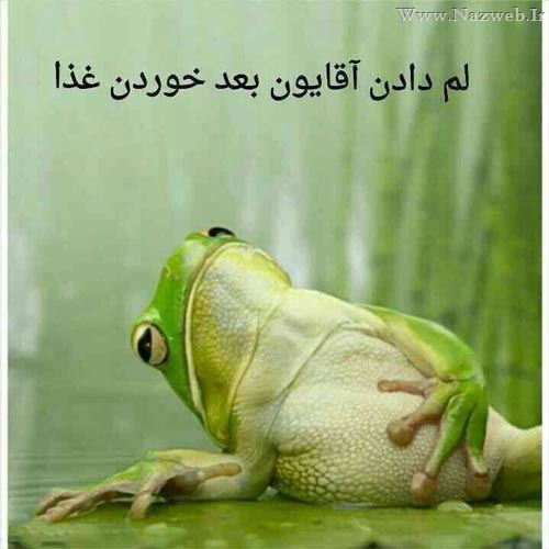 عکس های بسیار خنده دار و جوک های بی ادبی تلگرام (12)