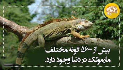 عکس نوشته های دانستنی و جالب (11)
