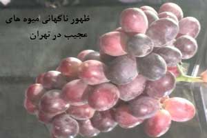 ماجرای ظهور ناگهانی میوه های عجیب در تهران (عکس) ماجرای ظهور ناگهانی میوه های عجیب در تهران (عکس)