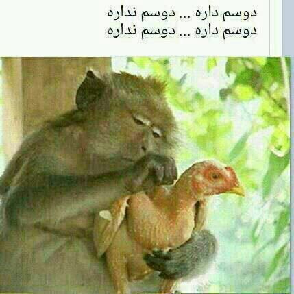 عکس، تاکسی حمل دختران کلیپسی