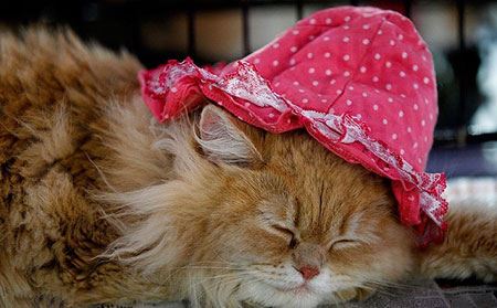 عکس های دیدنی و داغ منتخب از جهان (86)