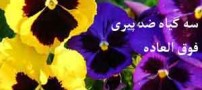 3 گیاه دارویی عالی ضد پیری