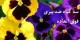 3 گیاه دارویی عالی ضد پیری