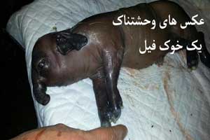 عکس های وحشتناک از یک خوک فیل جدید! عکس های وحشتناک از یک خوک فیل جدید!