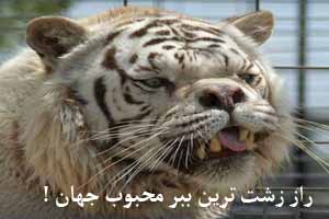 راز زشت ترین و محبوب ترین ببر جهان بر ملا شد ! عکس