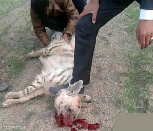 عکس و فیلم جنجالی شکنجه بی رحمانه شغال در ایران