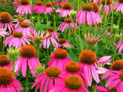 عکس های زیبای بهاری و عشق آفرین