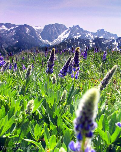عکس های زیبای بهاری و عشق آفرین