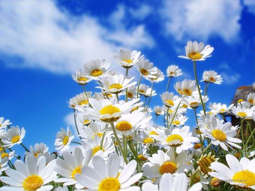 عکس های زیبای بهاری و عشق آفرین