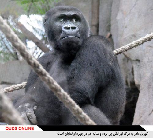 عکس های دلخراش مادری که نمی تواند نوزاد مرده اش را دفن کند