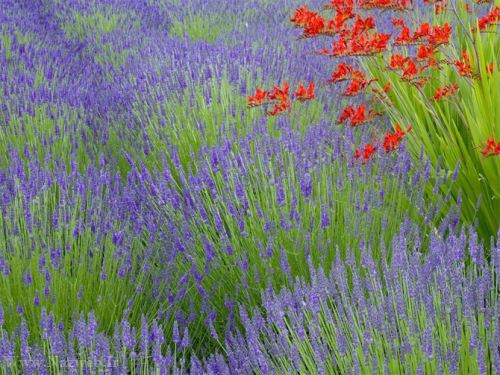 عکس های زیبای بهاری و عشق آفرین