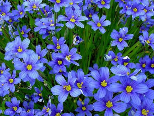 عکس های زیبای بهاری و عشق آفرین